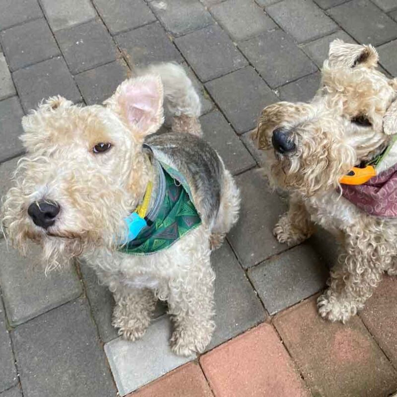 adopt wired haired fox terrier