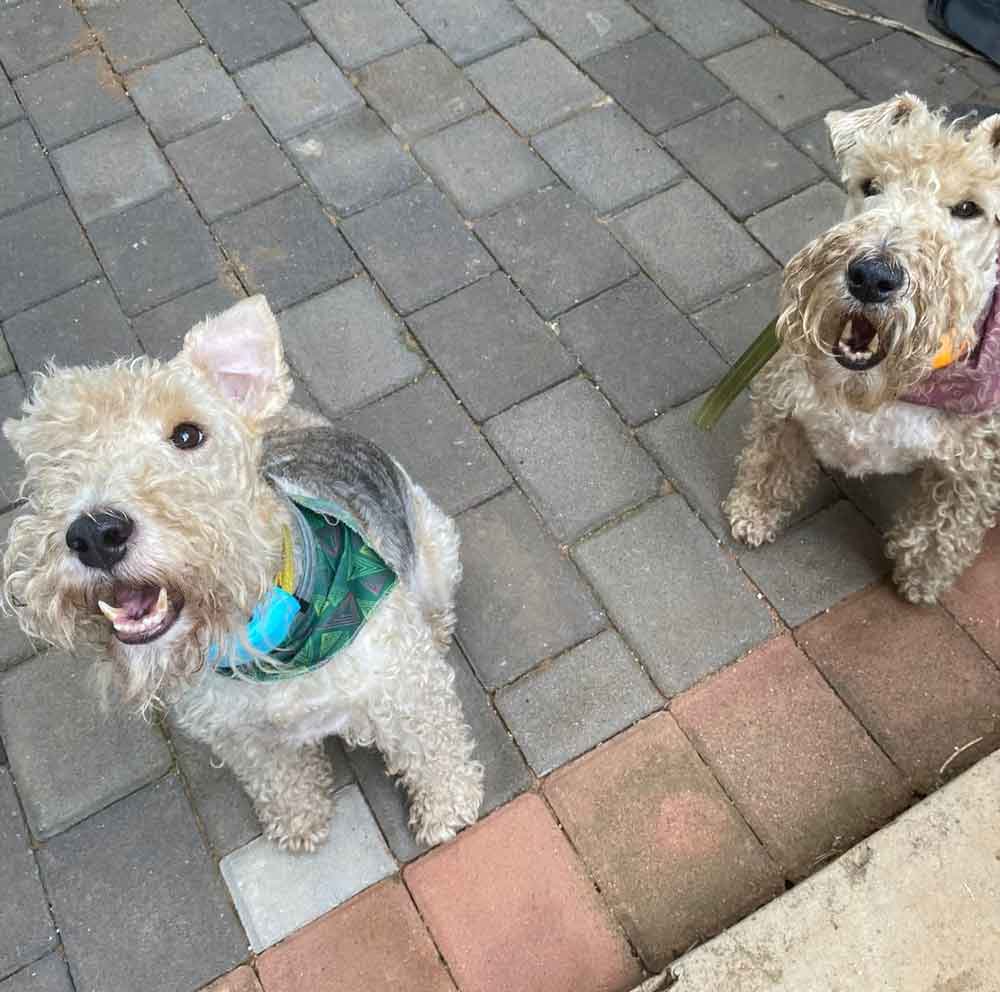 #125 ALREADY ADOPTED - Gauteng, Pretoria - Adopt Wired Haired Fox Terriers 5 3 year old wired haired fox terrier