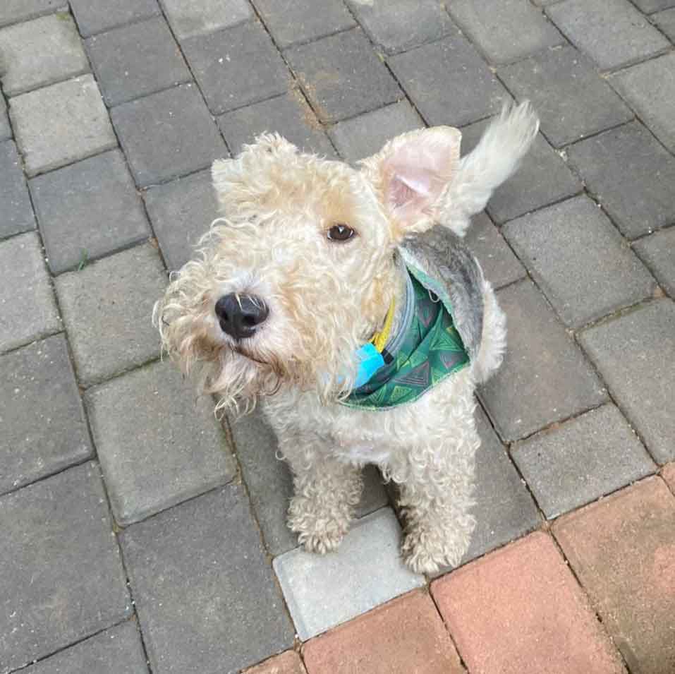 #125 ALREADY ADOPTED - Gauteng, Pretoria - Adopt Wired Haired Fox Terriers 2 Robbie wired haird Fox Terrier