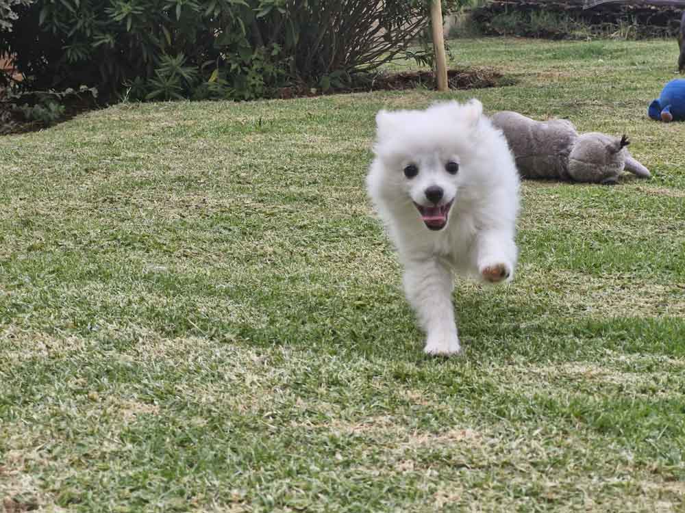 #123 ALREADY ADOPTED - Gauteng, Fairland - Adopt Thuli Pomeranian 5 happy male Toy Pom running on grass