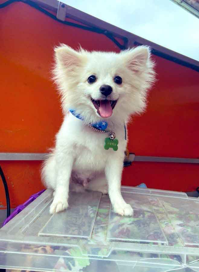 #123 ALREADY ADOPTED - Gauteng, Fairland - Adopt Thuli Pomeranian 4 small one year old male Toy Pomeranian