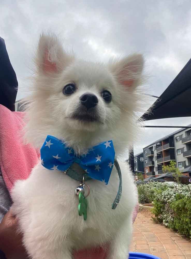 #123 ALREADY ADOPTED - Gauteng, Fairland - Adopt Thuli Pomeranian 3 small Pomeranian