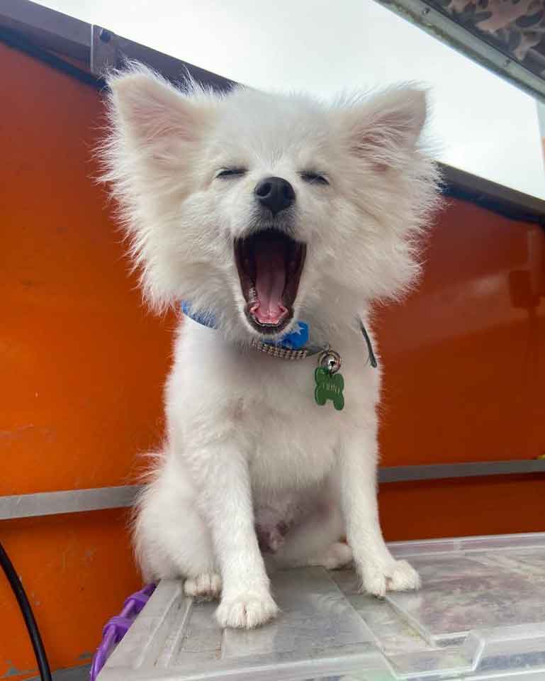 #123 ALREADY ADOPTED - Gauteng, Fairland - Adopt Thuli Pomeranian 2 one year old male Toy Pom