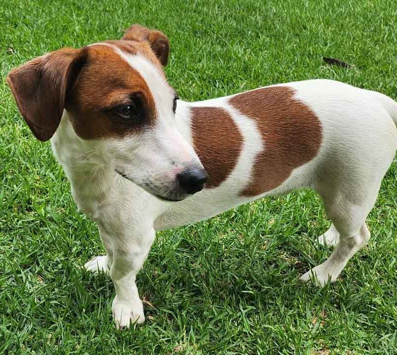 Adopt Jack Russell Bibi