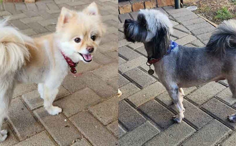 Adopt Toy Pom and Malshi