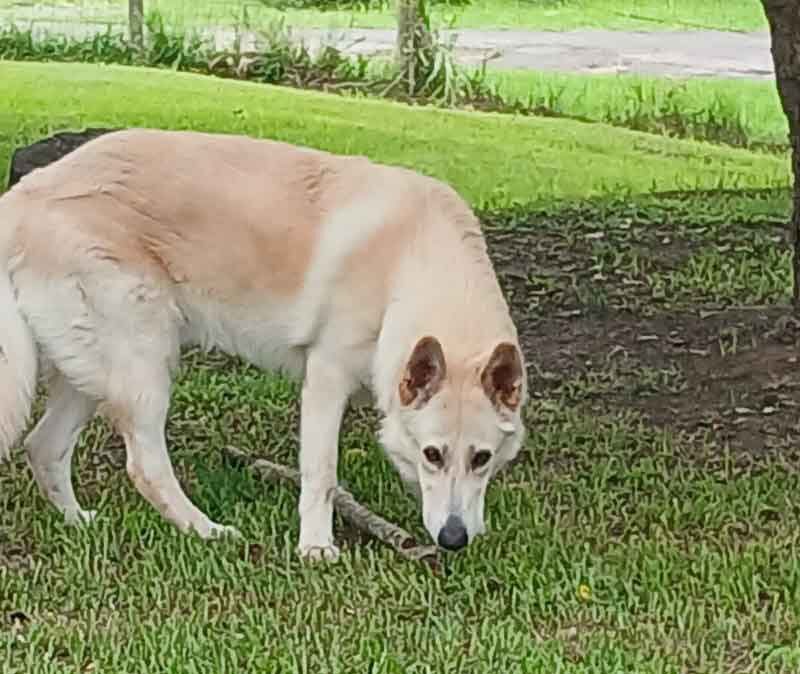 Adopt GSD Puppy Duke