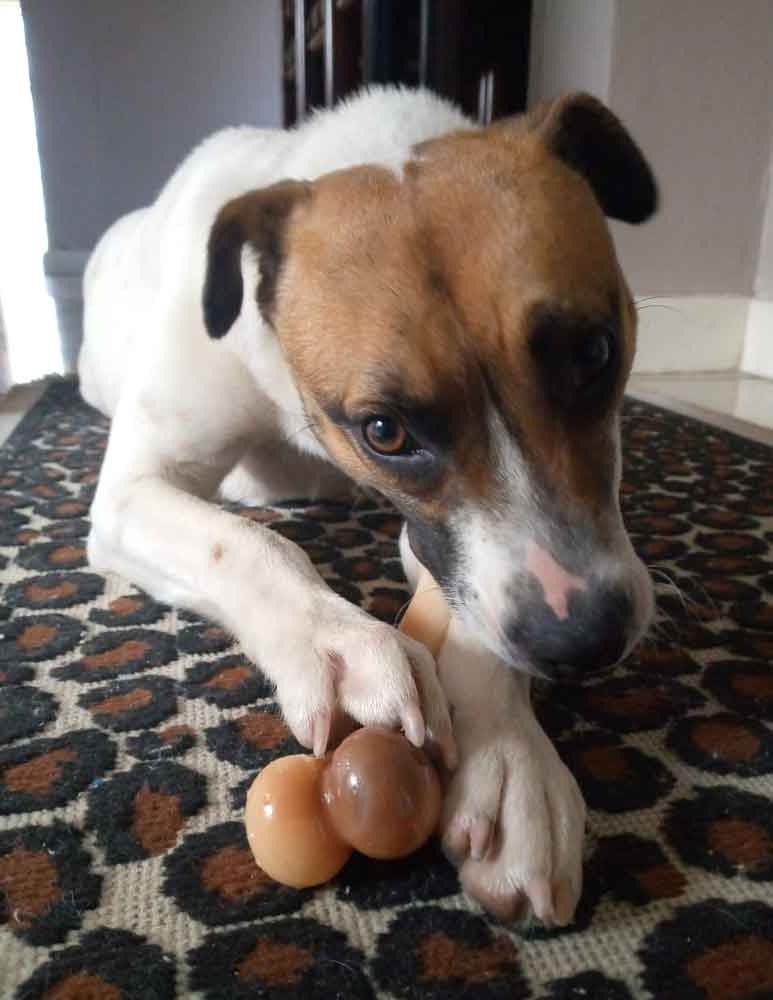 #132 ALREADY ADOPTED - Western Cape, Southfield - Adopt Foxy Russell Emma 3 Emma female Foxy Russell 1