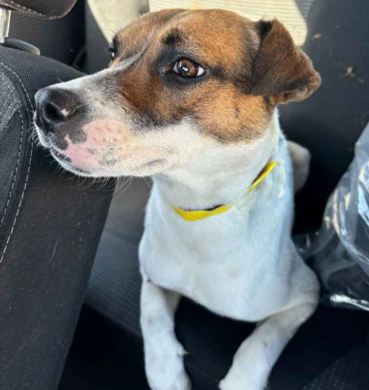 Adopt Foxy Russell Emma