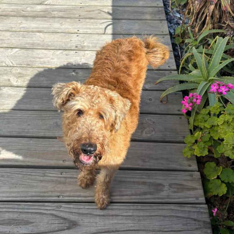Irish Terrier