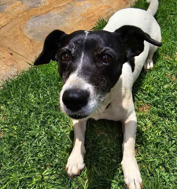 urgent home for jessie