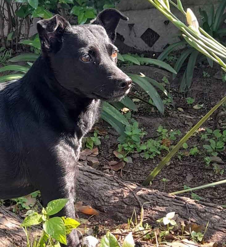Adopt Patterdale Terrier Jessie