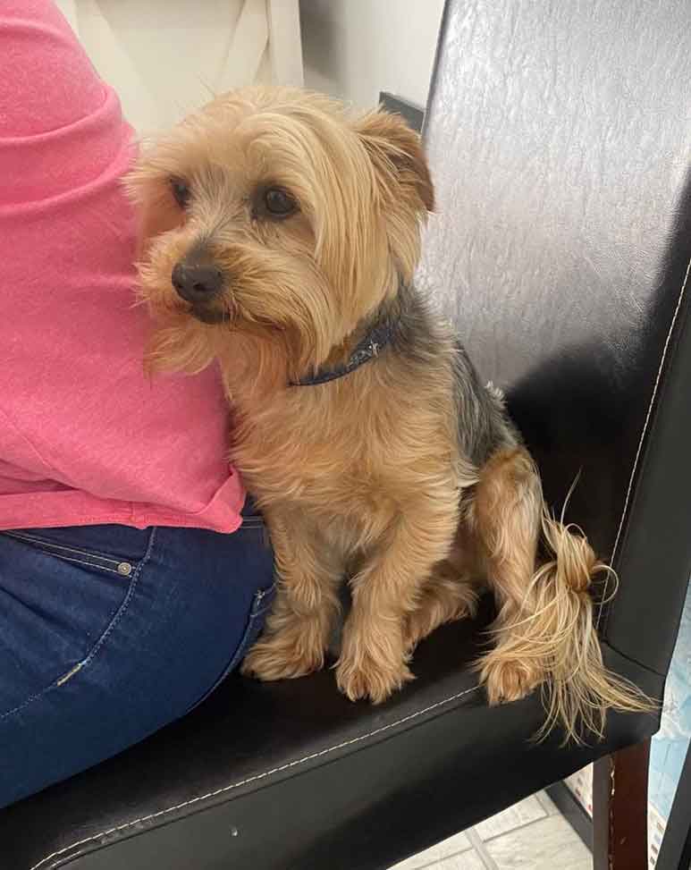 #129 ALREADY ADOPTED - Western Cape, Mossel Bay - Adopt a Yorkie and Jackador 3 Joey male Yorkshire Terrier