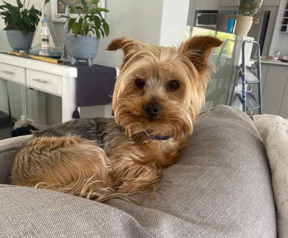 #129 ALREADY ADOPTED - Western Cape, Mossel Bay - Adopt a Yorkie and Jackador 2 adopt Joey male Yorkshire Terrier