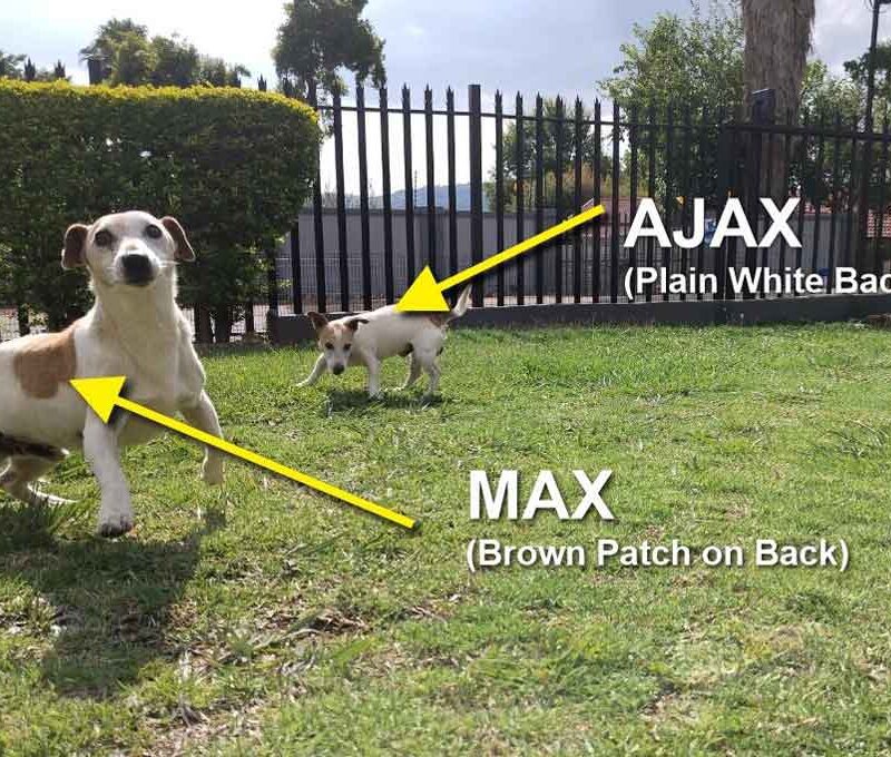 Adopt Jack Russells Max and Ajax