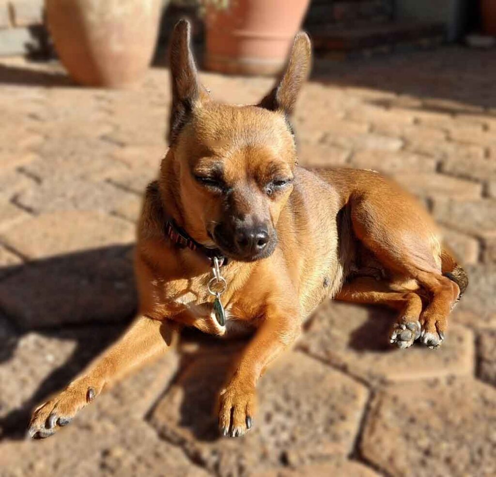 #127 ALREADY ADOPTED - Gauteng, Roodepoort - Adopt Female Miniature Pinscher 1 adopt female miniature pinscher