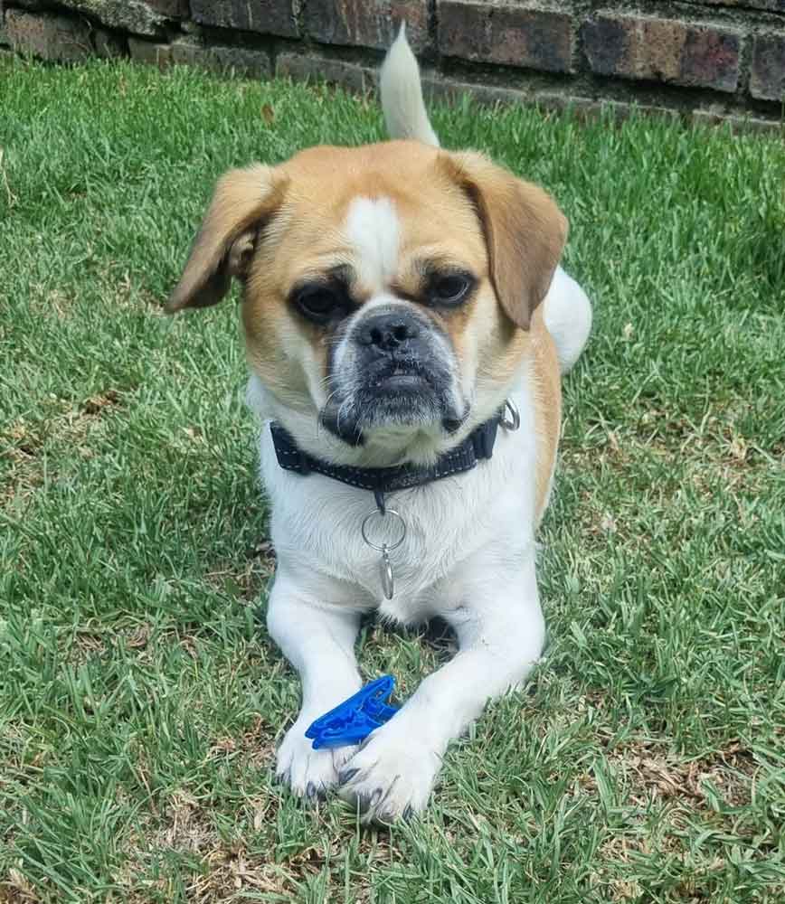 #128 ALREADY ADOPTED - Gauteng, Boskruin - Adopt Staffy cross Pekingese 2 StaffyPeke is a Staffordshire Bull Terrier mixed with the Pekingese.