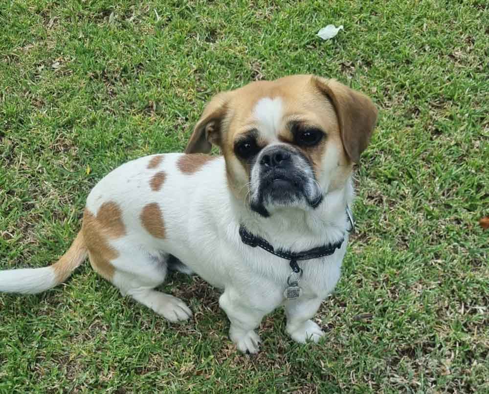 #128 ALREADY ADOPTED - Gauteng, Boskruin - Adopt Staffy cross Pekingese 5 StaffyPeke is a Staffordshire Bull Terrier mixed with the Pekingese.