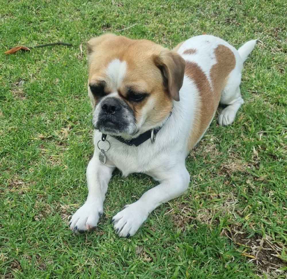 #128 ALREADY ADOPTED - Gauteng, Boskruin - Adopt Staffy cross Pekingese 3 StaffyPeke is a Staffordshire Bull Terrier mixed with the Pekingese.