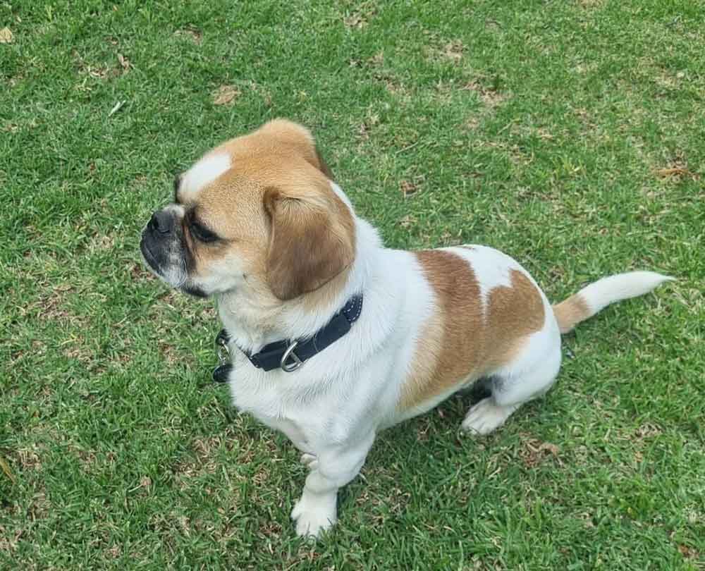 #128 ALREADY ADOPTED - Gauteng, Boskruin - Adopt Staffy cross Pekingese 4 StaffyPeke is a Staffordshire Bull Terrier mixed with the Pekingese.