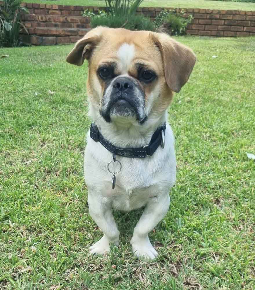 #128 ALREADY ADOPTED - Gauteng, Boskruin - Adopt Staffy cross Pekingese 6 one year old male Staffy cross Pekingese
