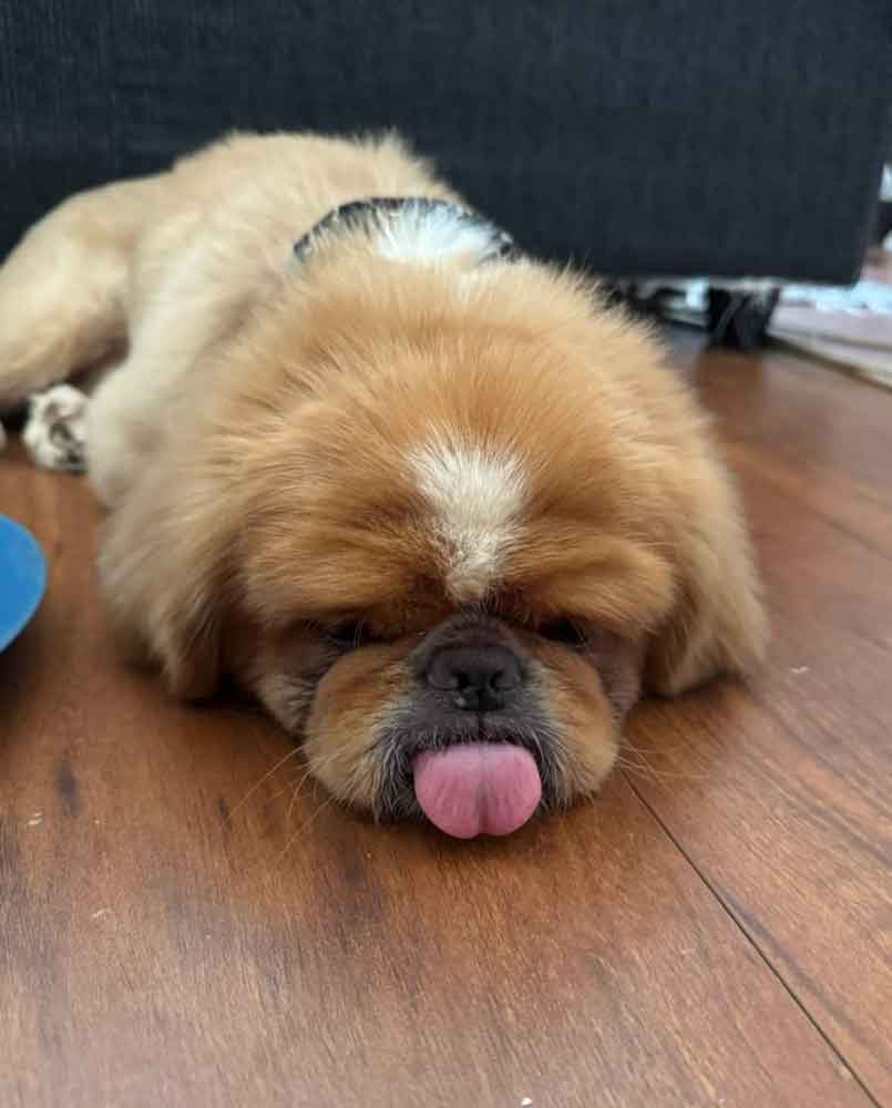 #130 ALREADY ADOPTED - Gauteng, Linden - Adopt Pekingese Zeus 3 male Peke