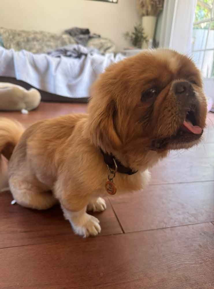 #130 ALREADY ADOPTED - Gauteng, Linden - Adopt Pekingese Zeus 2 male Pekingese