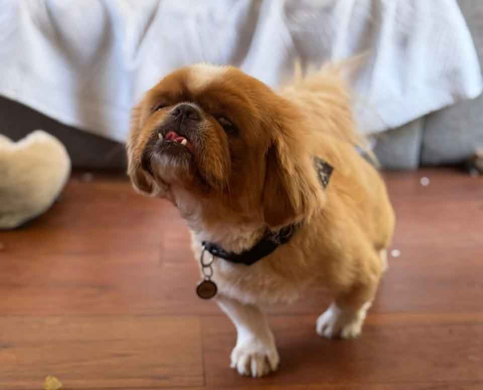 #130 ALREADY ADOPTED - Gauteng, Linden - Adopt Pekingese Zeus 4 adopt Zeus male Pekingese
