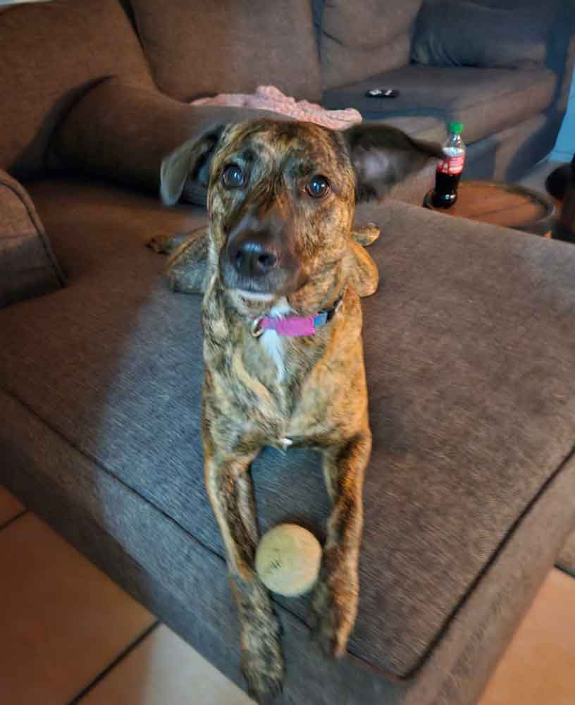 #131 Western Cape, Southfield - Adopt Africanus Zoey 2 Zoey female Africanus 2