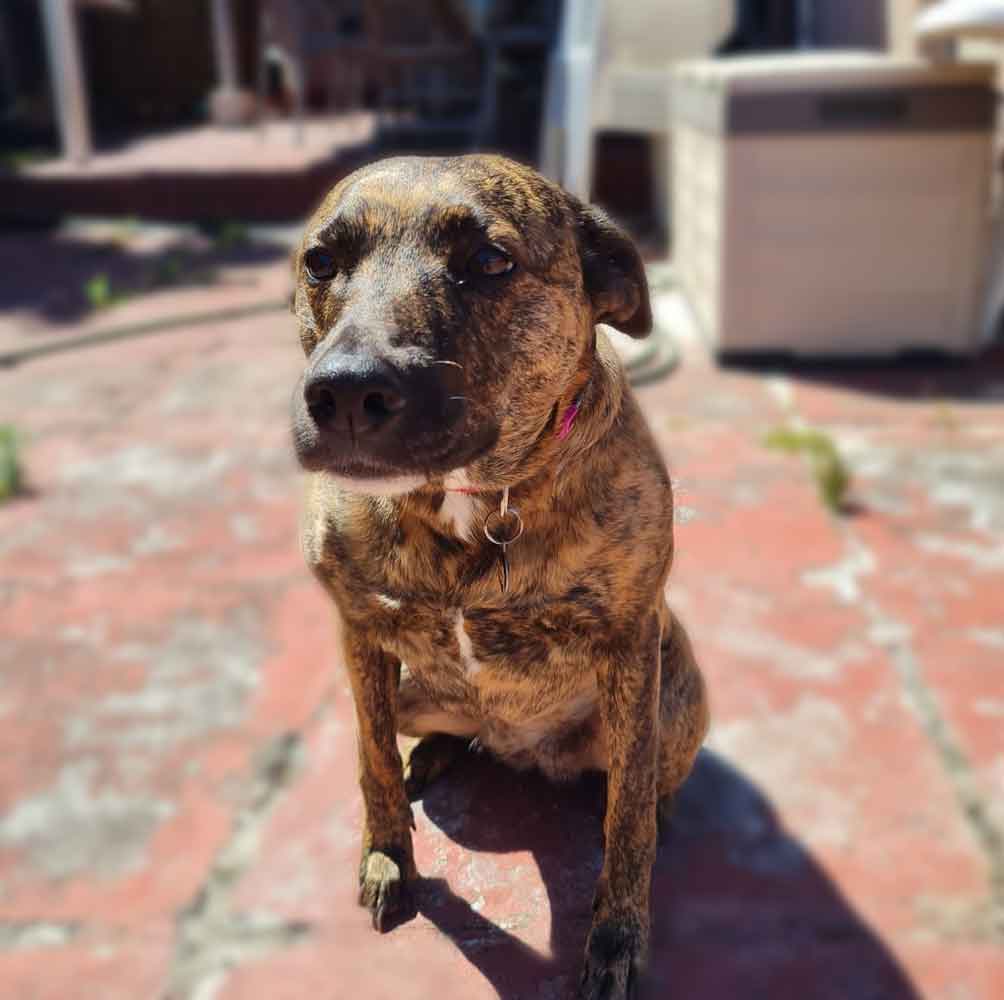 #131 Western Cape, Southfield - Adopt Africanus Zoey 3 Zoey female Africanus 3
