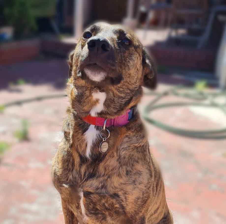 #131 Western Cape, Southfield - Adopt Africanus Zoey 4 Zoey female Africanus 4