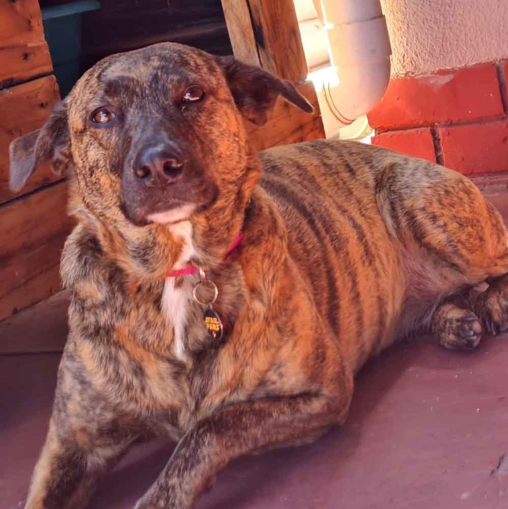 #131 Western Cape, Southfield - Adopt Africanus Zoey 5 Zoey female Africanus 6