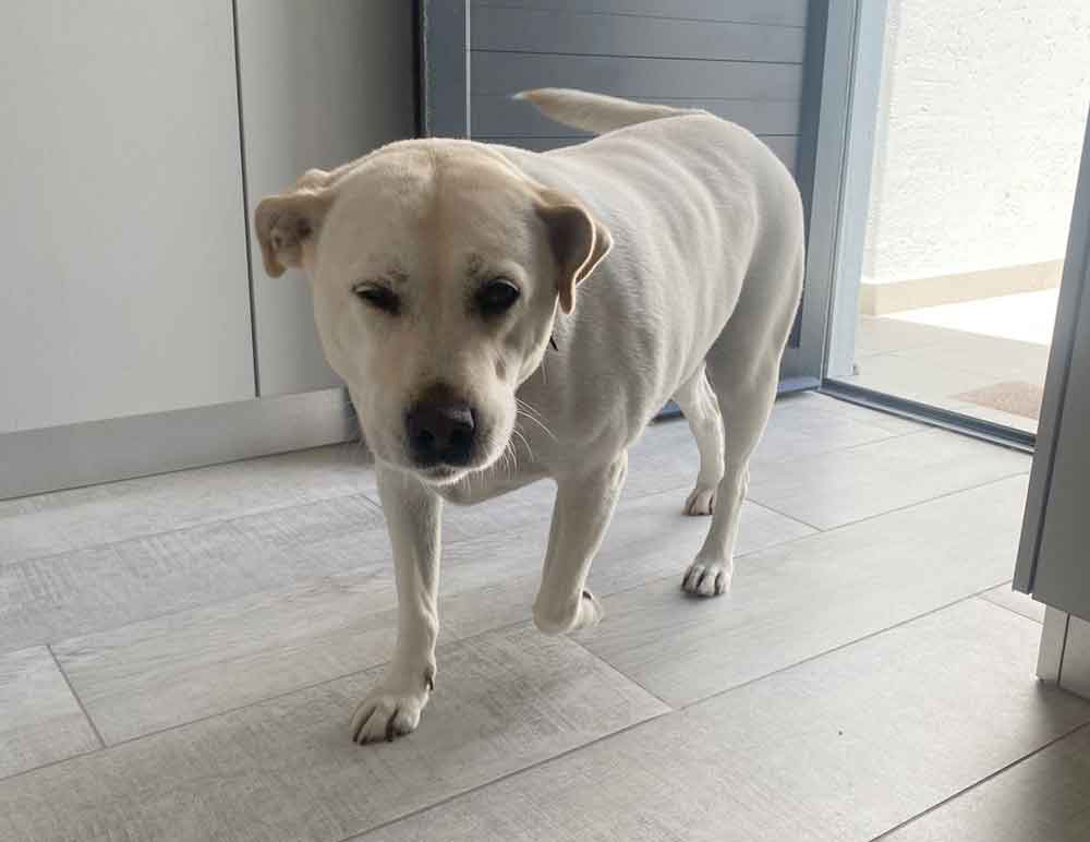 #129 ALREADY ADOPTED - Western Cape, Mossel Bay - Adopt a Yorkie and Jackador 5 Female Jack Russell cross Labrador