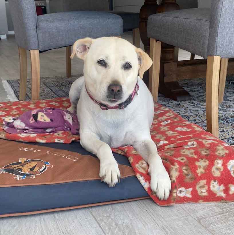 #129 ALREADY ADOPTED - Western Cape, Mossel Bay - Adopt a Yorkie and Jackador 4 Female Jackador (Jack Russell cross Labrador