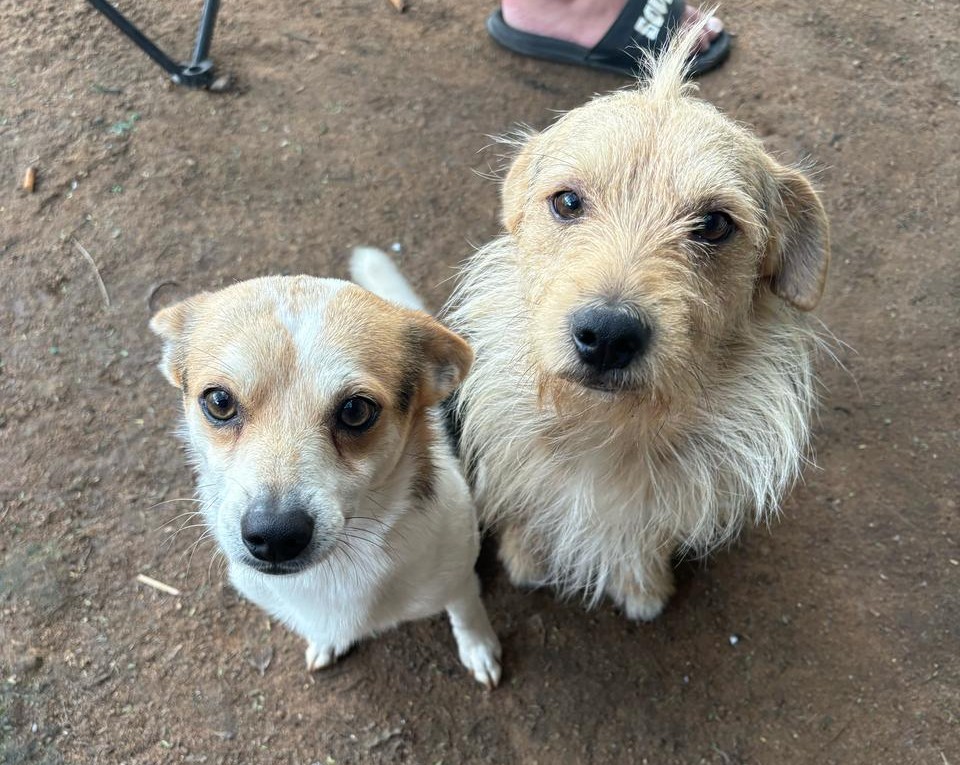 #148 Gauteng, Midrand – Adopt Archie and Juggy