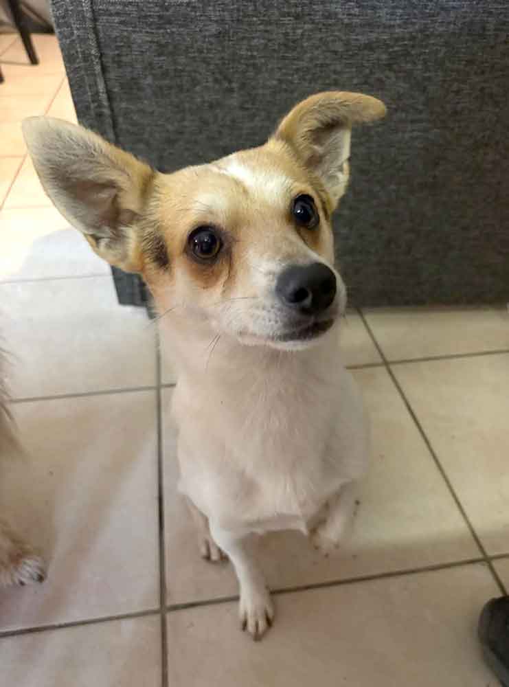 #148 Gauteng, Midrand - Adopt Archie and Juggy 10 Archie male mixed breed 1