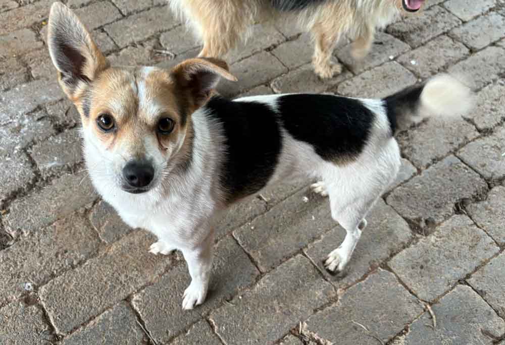 #148 Gauteng, Midrand - Adopt Archie and Juggy 4 Archie 2 year old male mixed breed