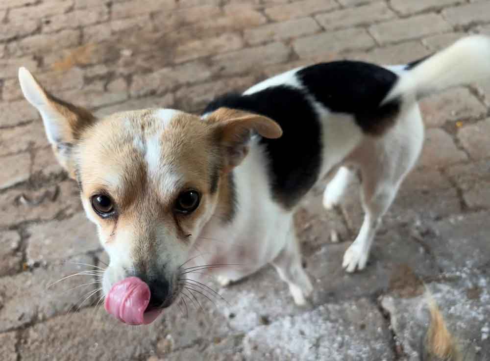 #148 Gauteng, Midrand - Adopt Archie and Juggy 3 Archie 2 year old male mixed breed