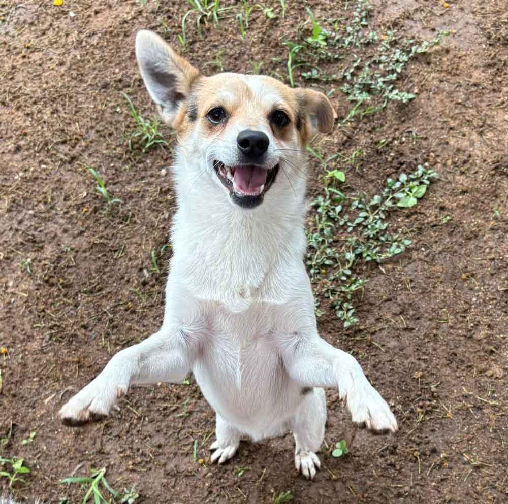 #148 Gauteng, Midrand - Adopt Archie and Juggy 2 Archie 2 year old male mixed breed