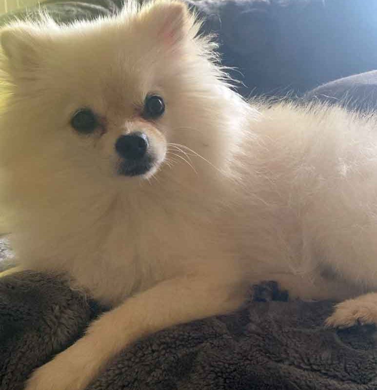 Adopt Pomeranian Chloe