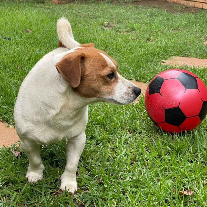 Adopt Jack Russell Gizmo