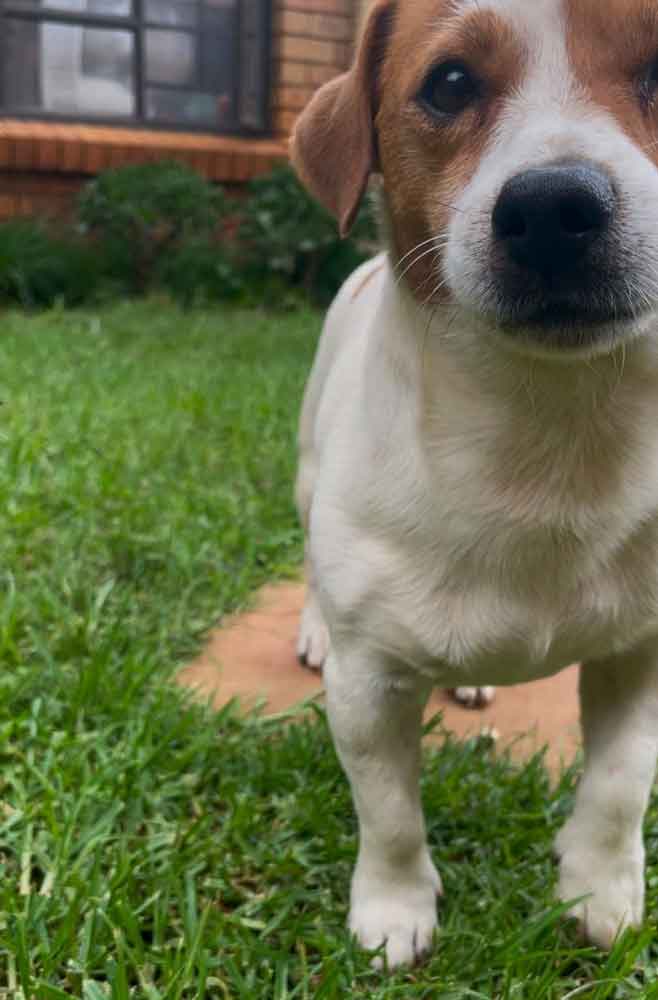 #143 Gauteng Pretoria - Adopt Jack Russell Gizmo 3 5 year old male Jack Russell