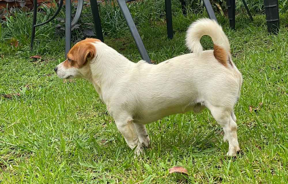 #143 Gauteng Pretoria - Adopt Jack Russell Gizmo 2 male Jack Russell