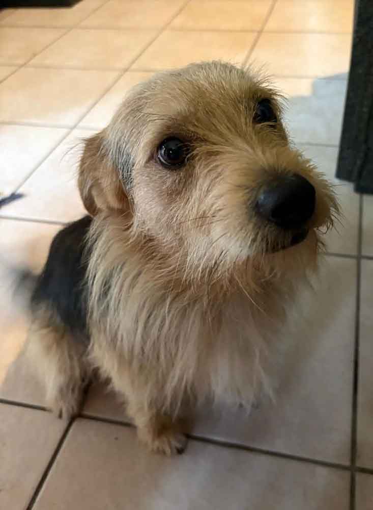 #148 Gauteng, Midrand - Adopt Archie and Juggy 11 Juggy male mixed breed