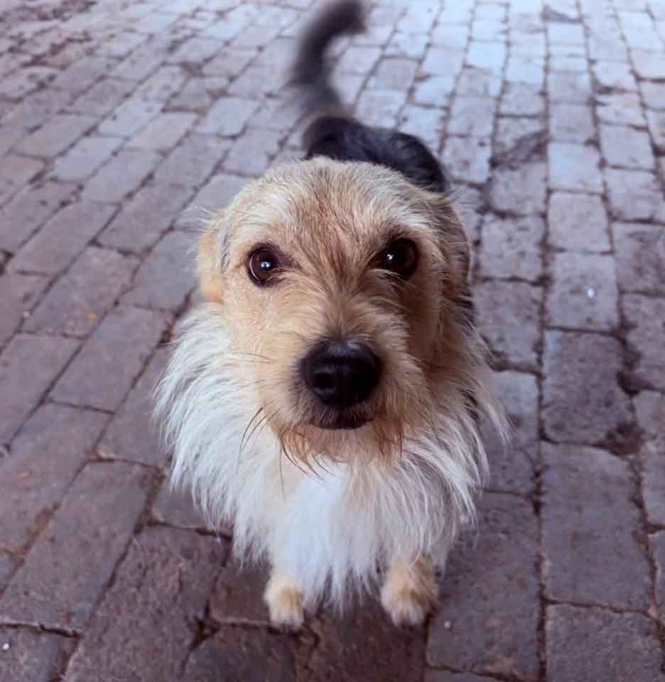 #148 Gauteng, Midrand - Adopt Archie and Juggy 9 Juggy male mixed breed