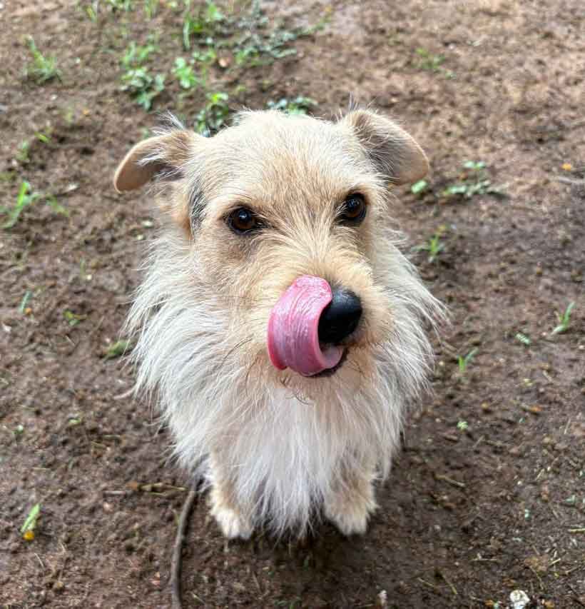 #148 Gauteng, Midrand - Adopt Archie and Juggy 8 Juggy male mixed breed