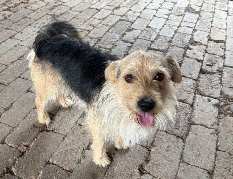#148 Gauteng, Midrand - Adopt Archie and Juggy 6 Juggy male mixed breed