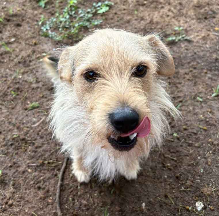 #148 Gauteng, Midrand - Adopt Archie and Juggy 7 Juggy male mixed breed