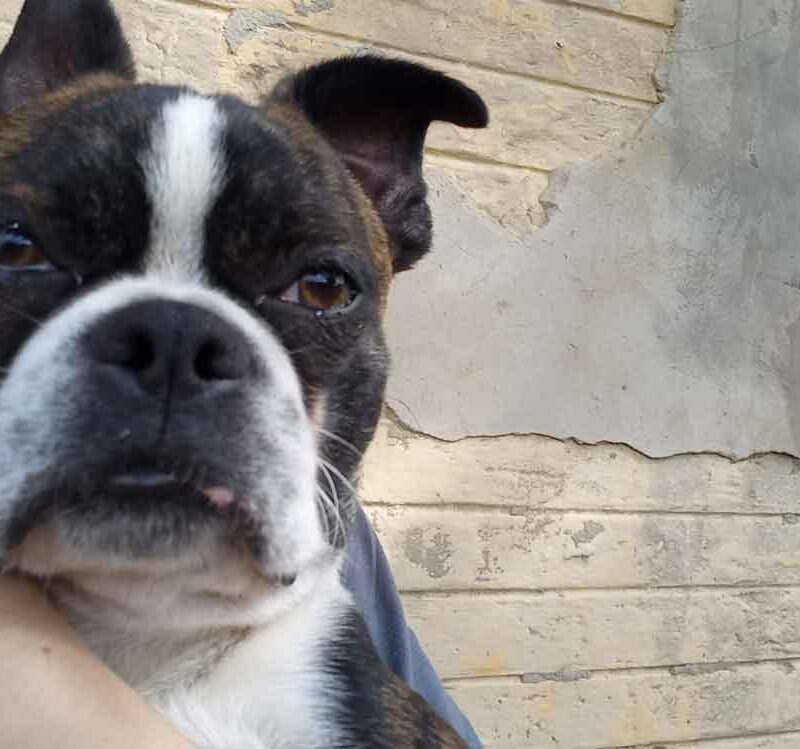 adopt Boston Terrier Puppy Luke