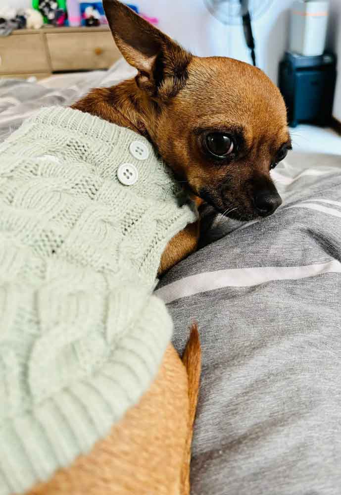 #147 ALREADY ADOPTED - North West Hartebeespoort, Adopt Chihuahua Tinkerbell and Jagger 6 female Chihuahua 2 years old