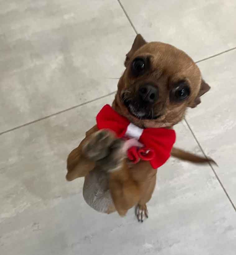 #147 ALREADY ADOPTED - North West Hartebeespoort, Adopt Chihuahua Tinkerbell and Jagger 4 female Chihuahua